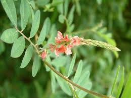 Image result for Indigofera hendecaphylla