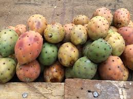 Delete it how do you untie this cactus. It S Safe To Eat Cactus Pint Size Gourmets