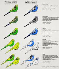 Pin By Ayshe Glr On Style Developement Budgies Budgerigar Budgies Bird