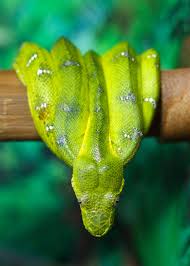 Looking to learn about the emerald tree boa? Emerald Tree Boa Connecticut S Beardsley Zoo