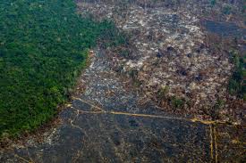 The amazon rainforest, covering much of northwestern brazil and extending into colombia, peru, and other south american countries, is the world's largest tropical rainforest, famed for its biodiversity. Amazon Rainforest Deforestation At Highest Rate In More Than A Decade Vox