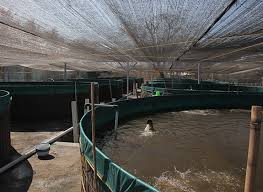 Vannamei Skala Backyard Primadona Trobos Aqua Com