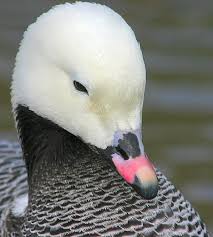 Birds That Start With An S Pin By Jennifer S On Birds Pet Birds Beautiful Birds Bird Feathers
