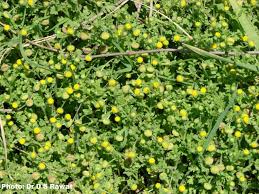 Image result for Grangea anthemoides