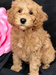 3,202 likes · 18 talking about this · 6 were here. Labradoodle Puppies For Sale Noble Fur Labradoodles
