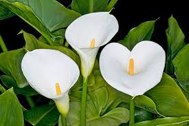 Image result for Zantedeschia
