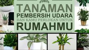 Hasil studi yang dilakukan nasa menunjukan bahwa udara di dalam ruangan tidak berarti bebas dari polutan yang berbahaya bagi tubuh. Tanaman Pembersih Udara Dan Kamu Perlukan Untuk Rumahmu Youtube