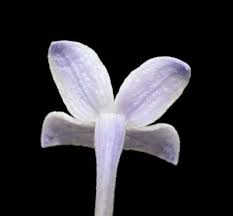 Image result for Conostomium natalense