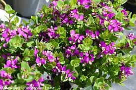 Image result for Polygala petitiana