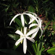 Image result for Crinum crassicaule