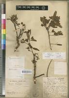 Image result for Hymenocardia acida