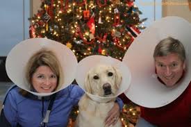 12 Insanely Funny Dog And Cat Christmas Card Fails And 1 Perfect One The Dog People By Rover Com Dog christmas pictures christmas photo props xmas photos family christmas cards christmas animals dog christmas stocking dog family christmas pictures ideas with dogs. 12 insanely funny dog and cat christmas