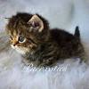 If there are no shelters with kittens listed in your area, visit our find a shelter section and contact local rescue centres. Https Encrypted Tbn0 Gstatic Com Images Q Tbn And9gcti1z92d4gpxrpuck42yshyjfczcg Ooiyifuie9at Ig7 U O Usqp Cau