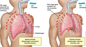 The cavities, or spaces, of the body contain the internal organs, or viscera. Breathing Pilates How To Do It Why It Matters Pilates In Leeds