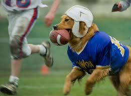 We did not find results for: Air Bud Golden Receiver 1998 Imdb