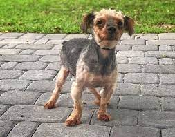 Maybe you would like to learn more about one of these? Wilmington Nc Yorkie Yorkshire Terrier Meet A361047 Unknown A Pet For Adoption