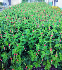 Image result for Stachytarpheta mutabilis