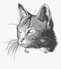 See more ideas about cat drawing, cat art, animal art. Black And White Cat Drawing Png Transparent Png Kindpng