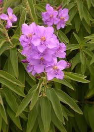 Image result for Dissotis pulchra