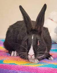 Ensure you clean your rabbit or guinea pig's hutch twice weekly, keeping it free from droppings and replacing straw bedding regularly. Rabbits Rspca South Australia