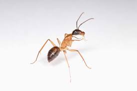 Wilson antout ant traps contain a very effective ant killer with a bait that is attractive to ants an easy and convenient way to control ants indoors or out. How To Get Rid Of Sugar Ants And Prevent Them Coming Back