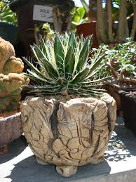 Toros Toros Pottery Pot By Toros Staged By California Cactus Center Pottery Pot Cactus Pot Ceramic Pottery