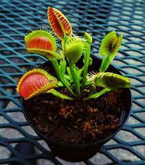 The only guide to caring for a venus flytrap you wil ever need. My Venus Fly Trap From Rocket Farms Carnivorous Plants Pitcher Plant Cactus Plants
