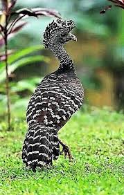 Big Birds That Look Like Turkeys Pin De Elzbieta Ballering Em Your Pinterest Likes Aves Selvagens Passaros Bonitos Passaros Coloridos