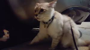 Is your cat up pacing and meowing all night? Tom Cats Yowling Youtube