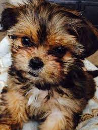At six weeks old, shorkie puppies are weaned from. Pin On Sassy S