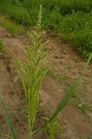 Image result for Echinochloa pyramidalis