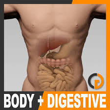 Our anatomical male muscle model displays all the deep and superficial muscles, as well as the internal organs of the human body. Human Male Body And Digestive System Anatomy 3d