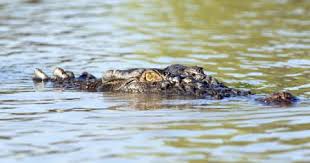 Chasing Facts: How Fast Can Alligators Run On Land And Water? - Ponce Inlet  Watersports