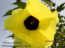 Image result for Azanza lampas