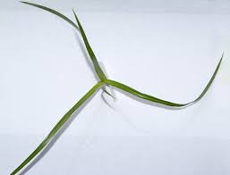 Image result for Kyllinga