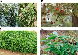 Image result for Vernonia longipedunculata