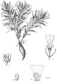 Image result for Ixora kalehensis