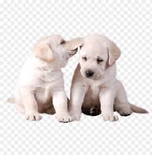 This hd wallpaper is about puppies, white background, paws, one animal, animal themes, original wallpaper dimensions is 1920x1080px, file size is 133.91kb. Download Two Cute White Puppies Png Images Background Toppng