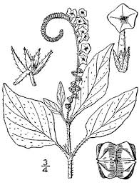 Image result for Heliotropium indicum