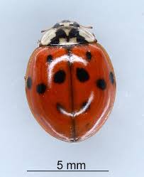 Insects start life as an egg. Factsheet Harlequin Ladybird Harmonia Axyridis