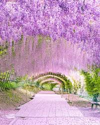 As you walk through the tunnel you will be welcomed by the sweet, fruity scent of the flowers and become mesmerized by the beautiful pastel hues of purples, pinks, reds, and whites. Wisteria Tunnel Kawachi Fuji Gardens Japan 9gag