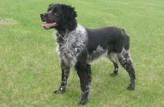 Brittanys are susceptible to hip dysplasia, a reason for buying. French Brittany Spaniel Black And White