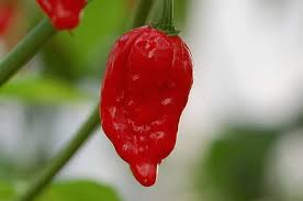 Hottest Peppers In The World 2020 Eating On The Edge Stuffed Peppers Stuffed Hot Peppers List Of Peppers