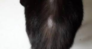 лысая попа — КОТы, КОТэ и КОТики