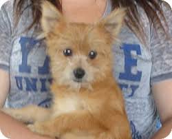 Maybe you would like to learn more about one of these? Salem Nh Pomeranian Yorkie Yorkshire Terrier Mix Meet Paul A Puppy For Adoption Puppy Adoption Pet Adoption Pets