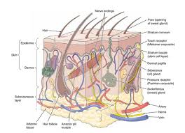Anatomy And Physiology Module 5 Integumentary System Flashcards Quizlet