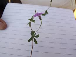 Image result for Ipomoea tenuipes