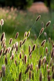 The tufted, cream seed head look like little bunny tails. Ornamental Grasses Capture Attention With Easy Beauty Easy Care Meadow Garden Ornamental Grasses Planting Grass