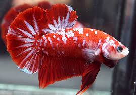 Cupang koi juga salah satu dari jenis cupang plakat yang dikembangkan. Ikan Cupang Full Red Koi Galaxy Ikan Cupang Ikan Aquarium