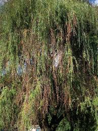 Image result for venturia saliciperda willow tree